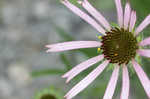 Tennessee purple coneflower